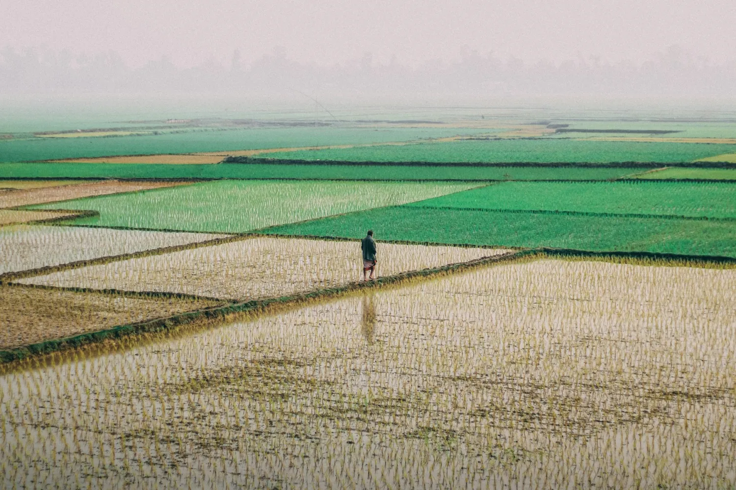 Rice fields in Bangladesh